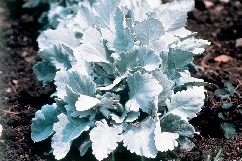 برگ نقره ای